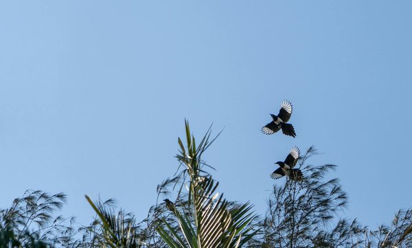 Décryptage de la Sophrologie : Origines et Principes Essentiels Révélés